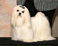 AKC Champion Maltese puppy with silky white coat posing on show table