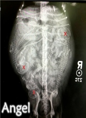 X-Ray of pregnant Maltese