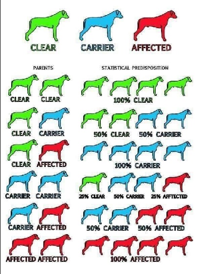Chart about genetic illness in Maltese dogs and how they are inherited