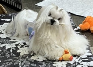 Champion Maltese dog Muffin lying on a patterned rug with a plush toy duck, showing off his long white coat and topknot