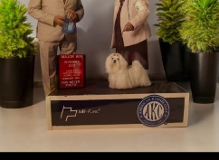 Champion Maltese dog CH Chaca's Mysterious Muffin Man winning Major Win at Lakeland Winter Haven Kennel Club, February 2025