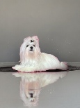 Maltese dog named Summer with a long white coat and subtle pink highlights, posing elegantly with a soft reflection on a glossy surface