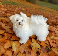 A playful Maltese dog with a pink collar, jumping up on its hind legs in a sunny backyard.
