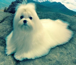 A small, fluffy white Maltese dog sitting on a green grass lawn, looking at the camera with a happy expression.