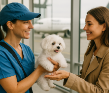 Maltese puppy held gently by new owner, ready for adoption