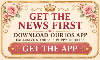 Download the Storybook Maltese iOS app