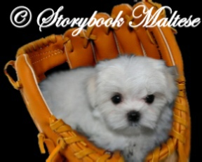 Maltese puppies 8 weeks old