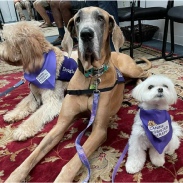 Storybook Maltese therapy dog sitting proudly with certified Canine Assisted Therapy group at a hospital