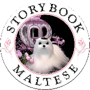 Champion AKC Maltese puppies for sale from Storybook Maltese nationwide
