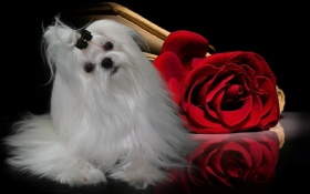A Maltese dog with silky white fur, wearing a blue bow on its head, standing in a bright room with a playful stance