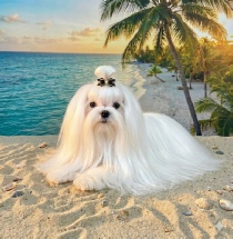 A close-up of a Maltese dog's face, showcasing its dark, expressive eyes and shiny, white fur