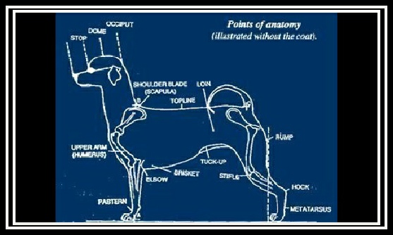 AKC Maltese breed standard