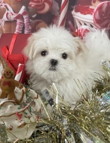 Pippa, a Storybook Maltese puppy
