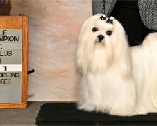 Hero, a Storybook Maltese dog