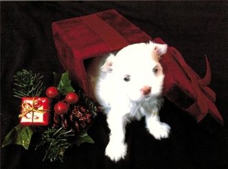 Illustration from The Storybook Maltese