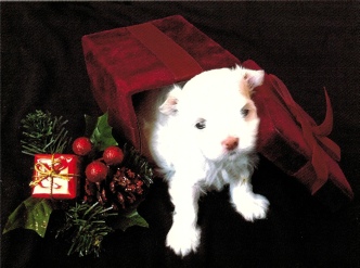 Liberty, the first Maltese puppy born at Storybook Maltese, nestled in a velvet Christmas gift box—remembered with love after passing at four weeks old