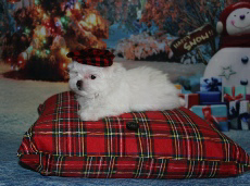 Cooper, a Storybook Maltese puppy in a tartan cap, resting on a red plaid pillow amid a snowy Christmas backdrop—following Emily's legacy