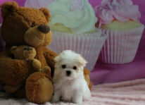 Pricilla, a sweet Storybook Maltese puppy, sitting beside plush teddy bears against a cupcake-themed backdrop—bringing joy in Magnolia’s pawsteps
