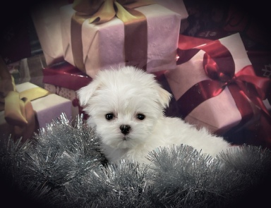 Maverick the Maltese puppy sitting among silver garland with festive wrapped presents in the background