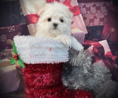 Tango the Maltese puppy nestled in a Christmas stocking, surrounded by silver garland and holiday gifts