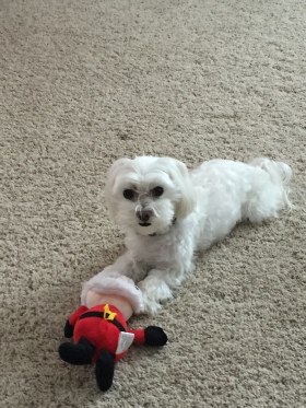 Hawkeye the Maltese lying on carpet with his red toy, a beloved companion remembered at the Rainbow Bridge