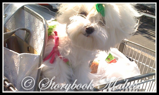 Two Storybook Maltese during an outing, with the original Storybook watermark