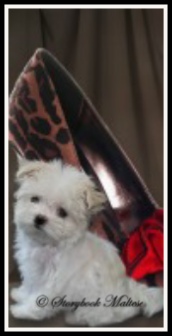 Original Storybook Maltese puppy portrait
