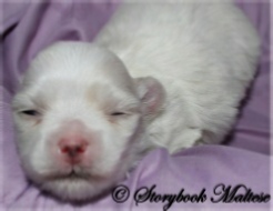 Maltese puppies opening their eyes