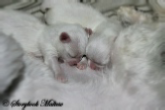 Brand new Maltese babies