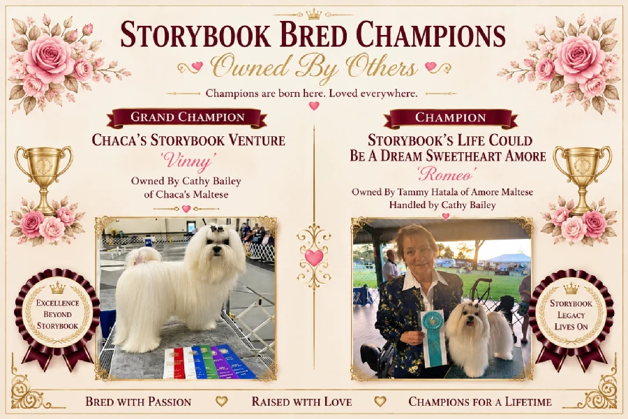 Vinny, Chaca’s Storybook Venture