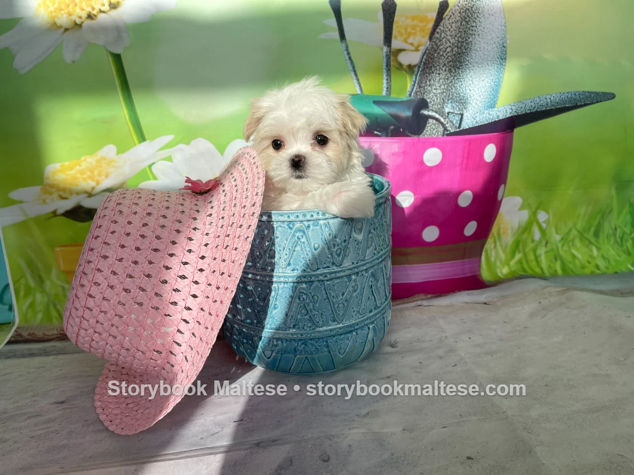 Puppy in a blue garden pot beside a pink hat