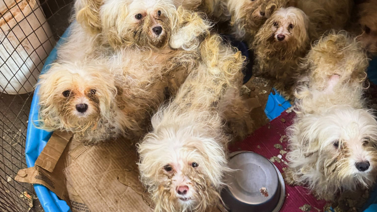 Maltese dogs with visibly matted coats in a crowded pen, documented during the July 2025 Stroud, Oklahoma rescue