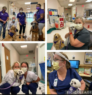 Original four-photo collage showing people with dogs in a clinical setting