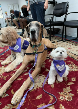 A Maltese sitting beside two larger dogs at an indoor gathering