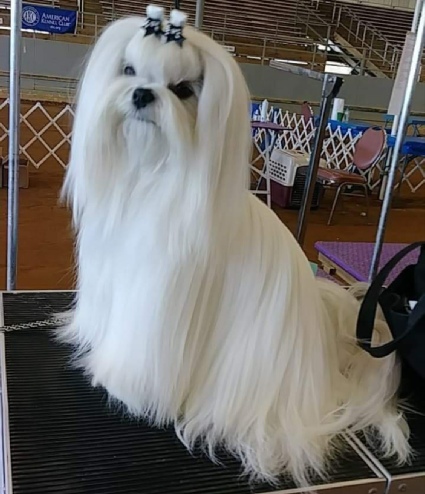 Maltese in a long white coat at a dog-show venue, from the original Storybook page