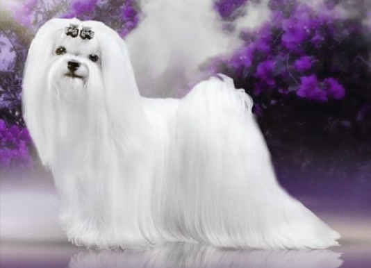 Maltese in a long white show coat against a purple floral backdrop, from the original Storybook page