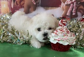 Maltese puppy beside a cupcake prop and holiday decorations