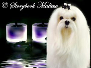 Elegant Maltese with floor-length coat and bow, posed in front of glowing candles – Storybook Maltese Elegant Maltese with floor-length coat and bow, posed in front of glowing candles – Storybook Maltese