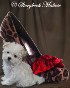 A Maltese puppy beside a leopard-print shoe with red flowers