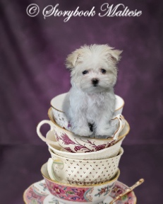 A Maltese puppy posed among decorative teacups